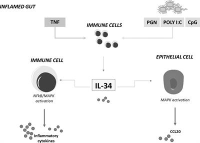 Frontiers | Interleukin-34 Mediates Cross-Talk Between Stromal Cells ...